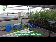 Menggantung Strawberry Menanam Parit Menghemat Ruang