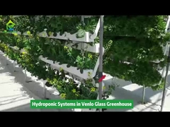 Peralatan Irigasi Tumbuh Hidroponik Vertikal di Rumah Kaca Venlo