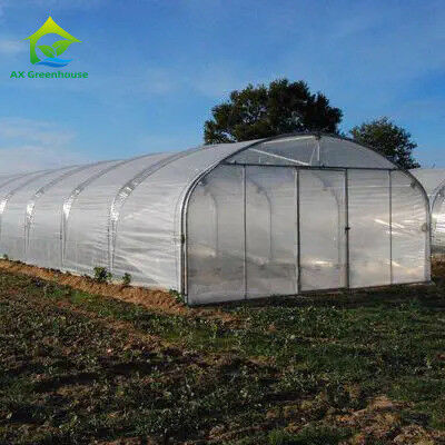 Kekuatan Tinggi Instalasi Mudah Polytunnel Rumah Kaca Pencegahan Serangga Meningkatkan Produksi