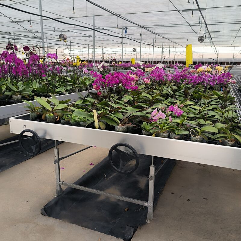 Ebb And Flood Hydroponic Movable Table Rolling Bench Untuk Menumbuhkan Tanaman Di Rumah Kaca
