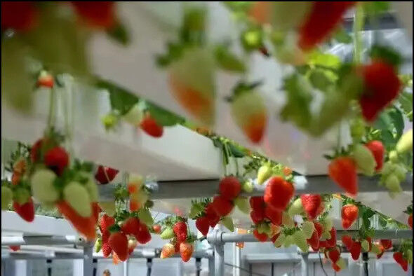 Tanah Tanpa Pertanian Indoor Strawberry Tumbuh PVC Tabung Untuk Hydroponics Sistem NFT Untuk Dijual