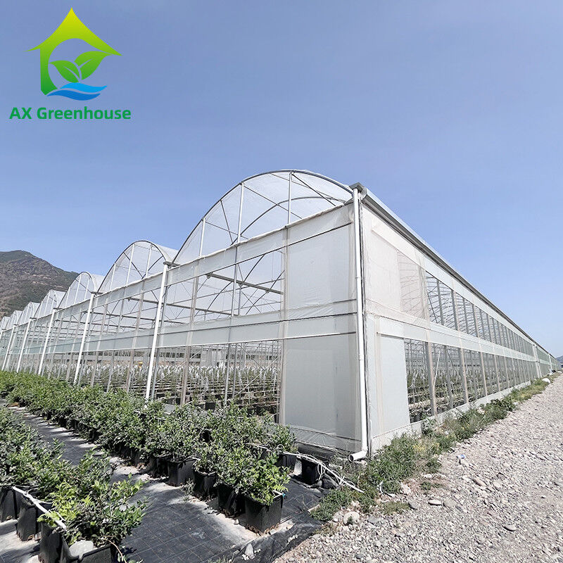 Hot Galvanized Steel Structure Multi-Span Plastic Film Custom Greenhouse dengan Tropical Top Ventilation Sawtooth Design