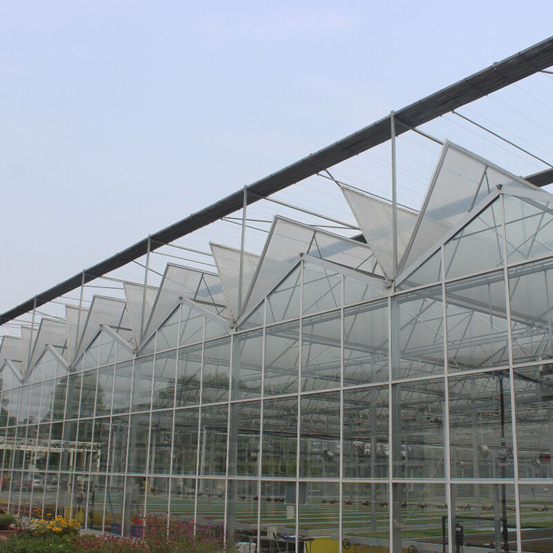 Hot Dip Galvanized Steel Multi-Span Venlo Tempered Glass Tomato Greenhouse untuk Kondisi Pertumbuhan yang Optimal