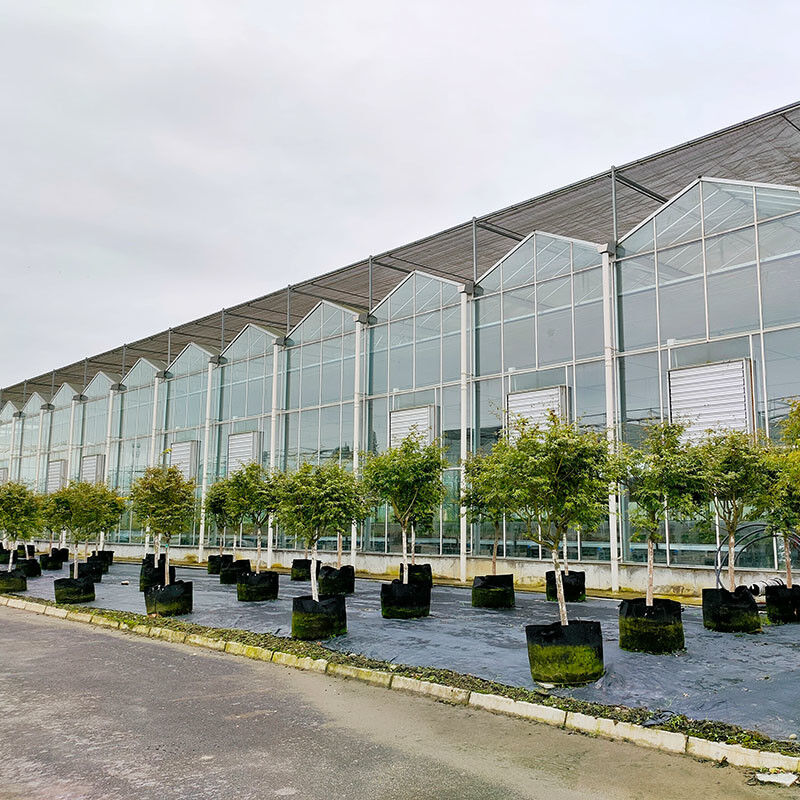 Hot Dip Galvanized Steel Structure Automatic Ventilation Agricultural Glass Venlo Multi-span Tomato Seedling Greenhouse Rumah kaca