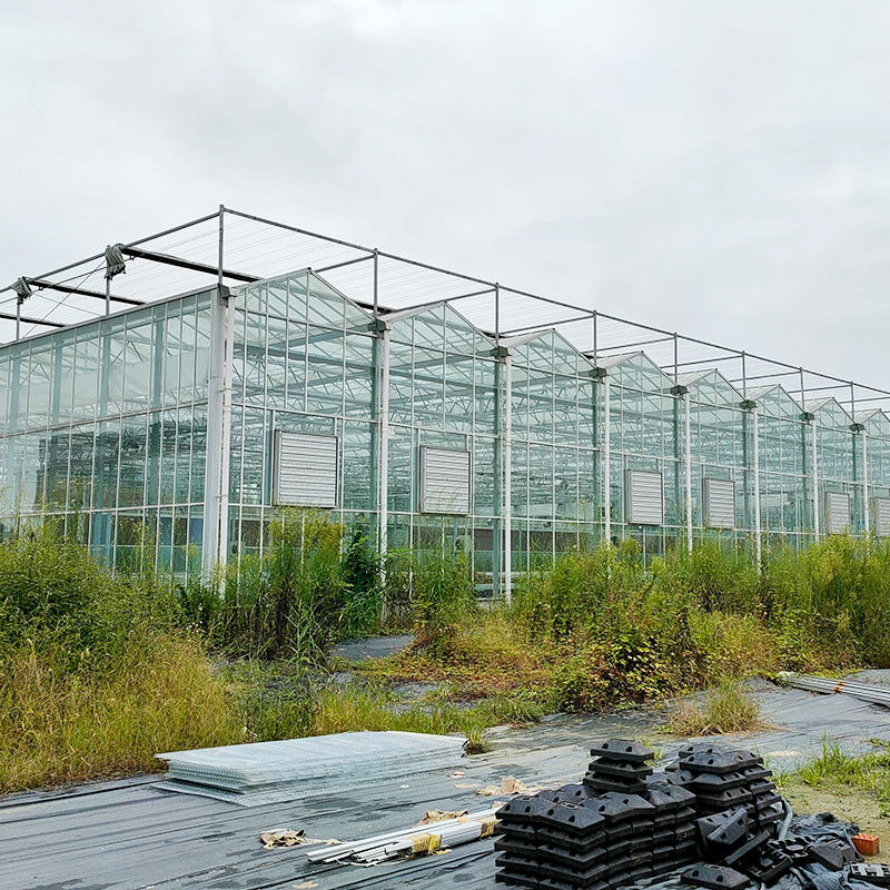 Hot Dip Galvanized Steel Structure Automatic Ventilation Agricultural Glass Venlo Multi-span Tomato Seedling Greenhouse Rumah kaca