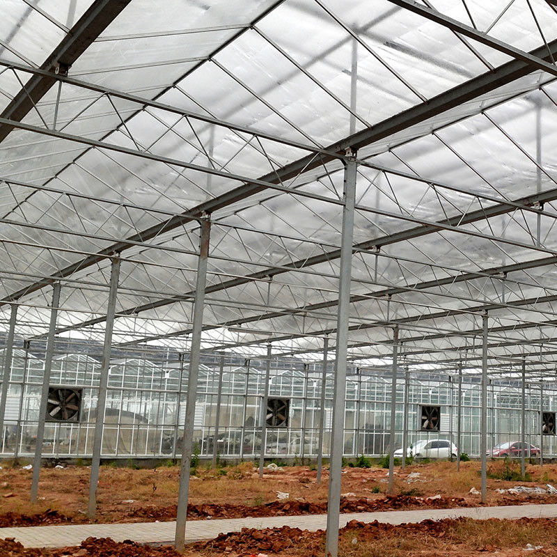 Ventilasi Otomatis Kaca Pertanian Venlo Rumah Kaca Tomat Terowongan Besar dengan Sistem Pendingin Pad dan Sistem Kipas