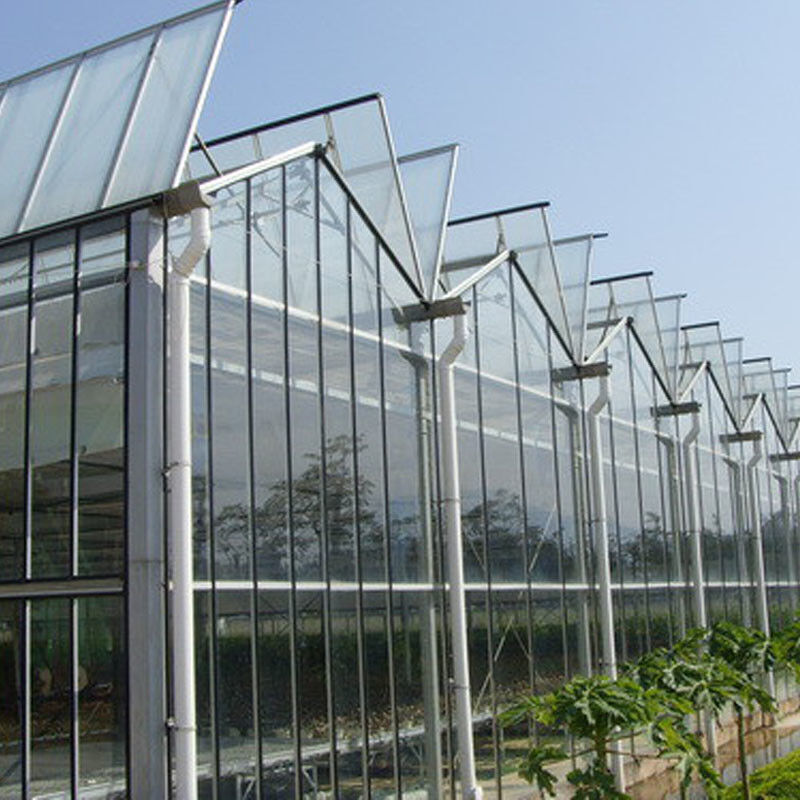 Pertanian Cerdas Jenis Venlo Pertanian Kaca Tempered Terowongan Besar Multi-span Rumah Kaca