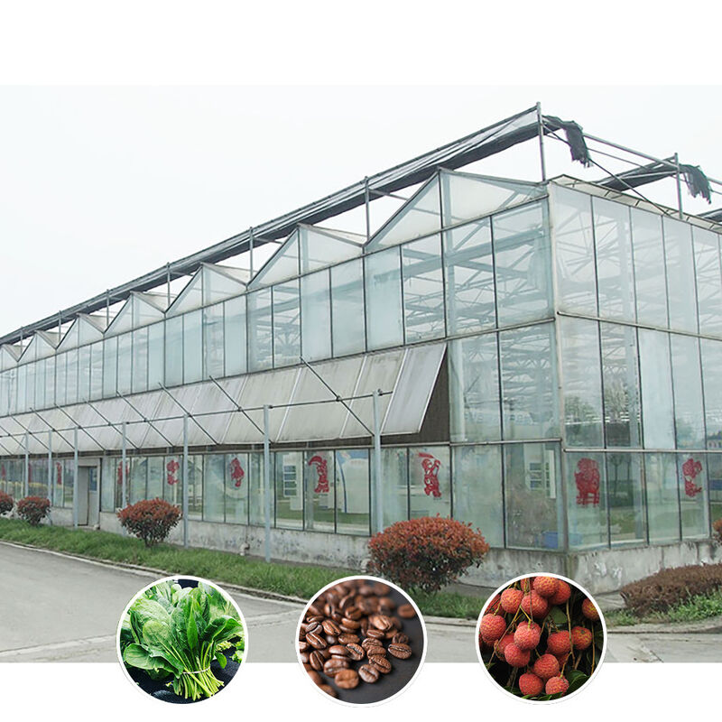 Pertanian Cerdas Jenis Venlo Pertanian Kaca Tempered Terowongan Besar Multi-span Rumah Kaca