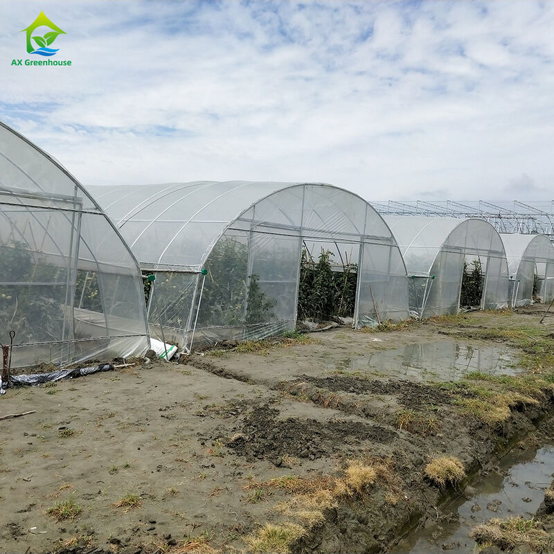 Tenda Rumah Kaca Sayuran Buah Single-span Tahan UV Film PE Plastik Biaya Rendah