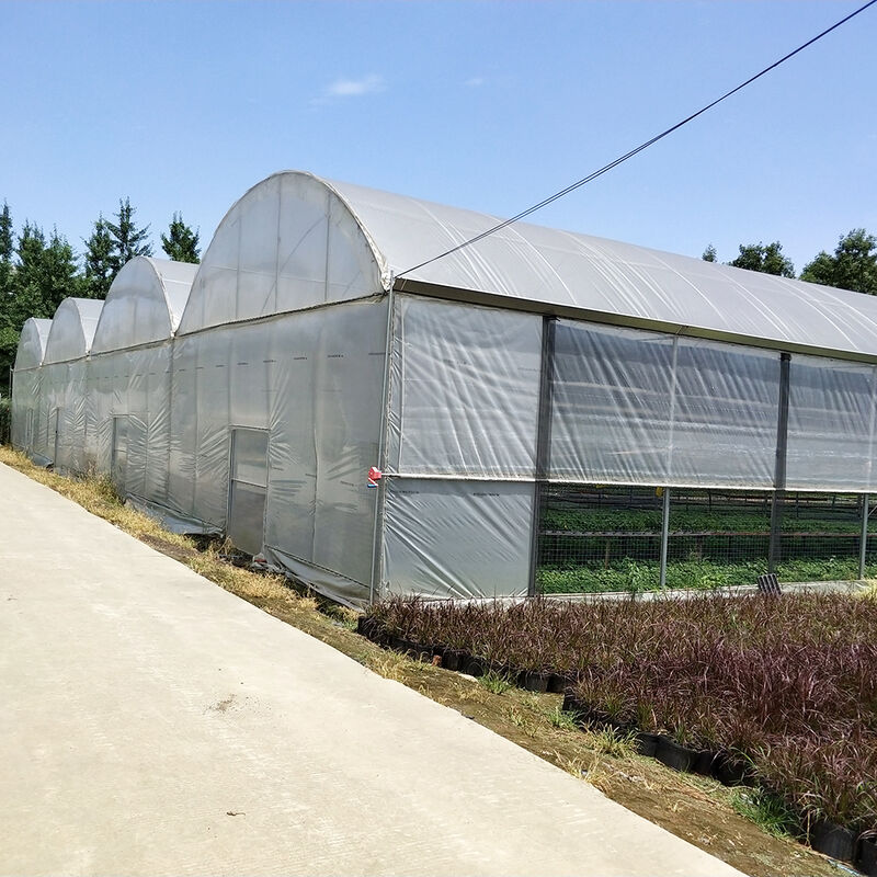 Rumah Kaca Polytunnel Multi-Rentang Tahan Lama Baja Tugas Berat Tahan Angin Salju Pertanian Komersial Pembibitan