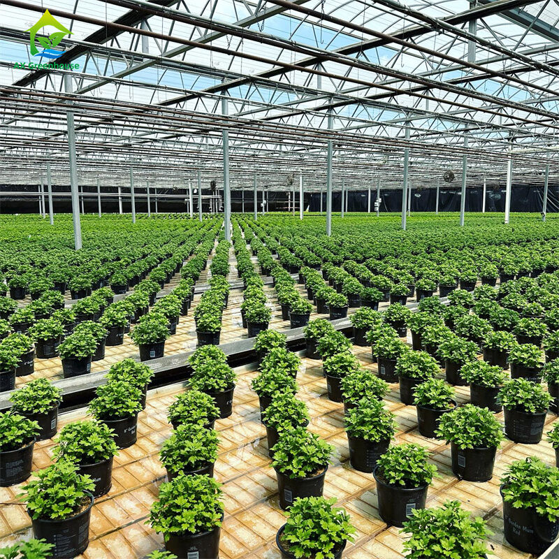 Smart Tempered Glass Transparan Green House Besar Multi-span Hot Dip Galvanized Steel PipeGlass Greenhouses Pertanian untuk Budidaya Bunga Tanaman