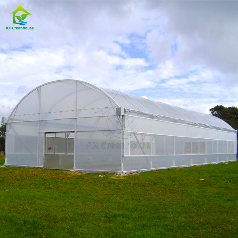 Hot Galvanized Steel Anti UV 200 Micron Poly Film Single Span Greenhouse Mudah dirakit untuk budidaya tomat