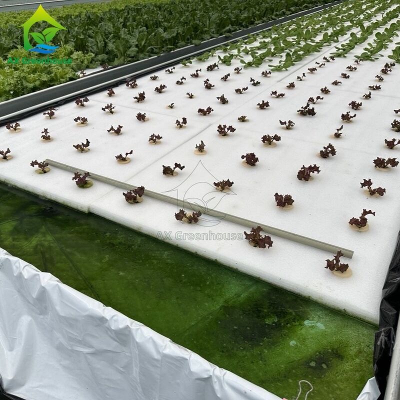 Bangku Gulir Ebb&Flow Papan Apung DWC Kultur Air Dalam Rumah Kaca Budidaya Sayuran Tanpa Tanah