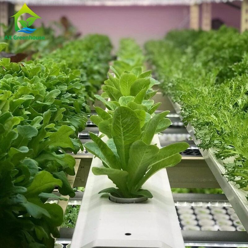 Sistem Hidroponik NFT Vertikal Multi-lapis Otomatis dengan Pencahayaan LED Terintegrasi untuk Budidaya Tanpa Tanah