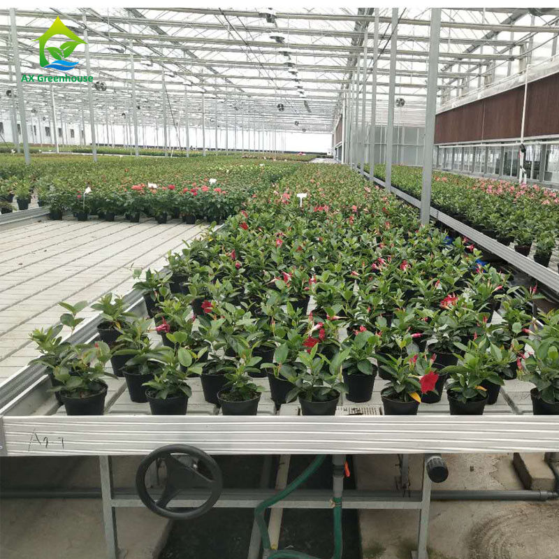 Pertanian Ukuran Custom Greenhouse Tumbuh Meja Hydroponic Ebb Flood Rolling Bench